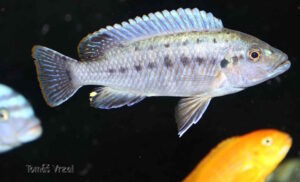 Pseudotropheus benetos 'Makonde'